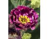 Lisianthus. Rosanne Black Pearl 20 pellets